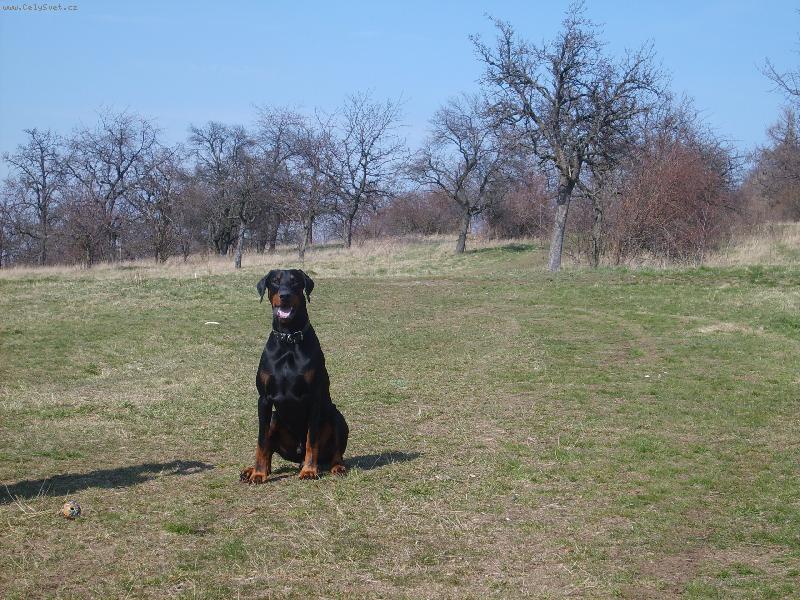 Foto: Arn�k-n� model