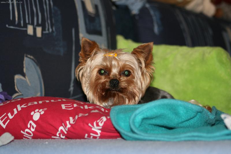 Foto: A�lka reserve v posteli