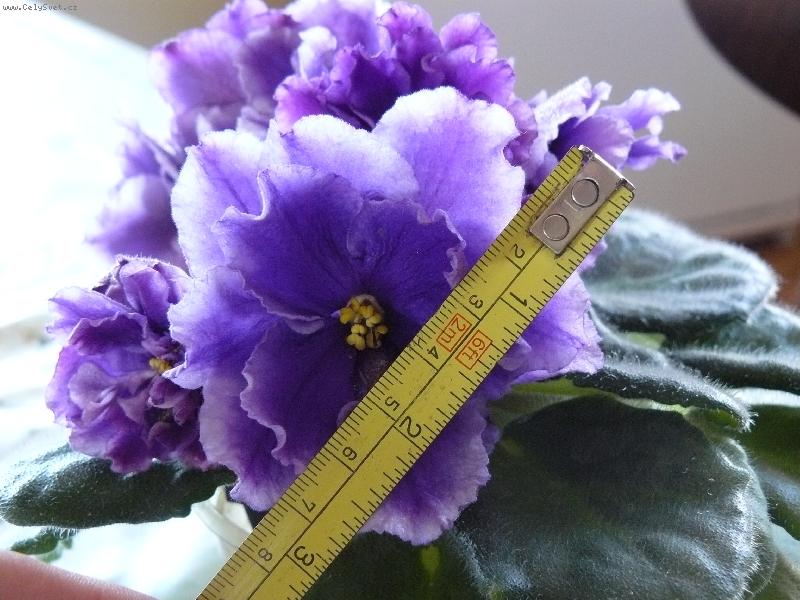 Foto: �ed�vr Chudo�nika