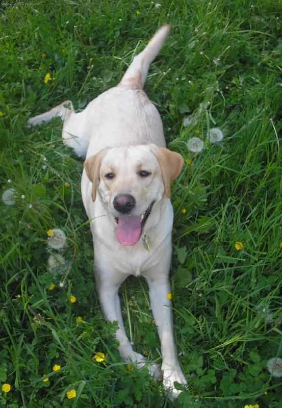 Foto: Jak se vyvaluje ...