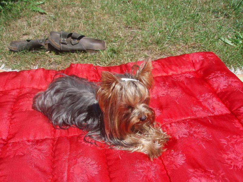 Foto: Cusi Coloris nova-Letn� vyh��v�n�