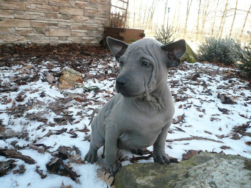 Foto: www.thailandridgeback.cz