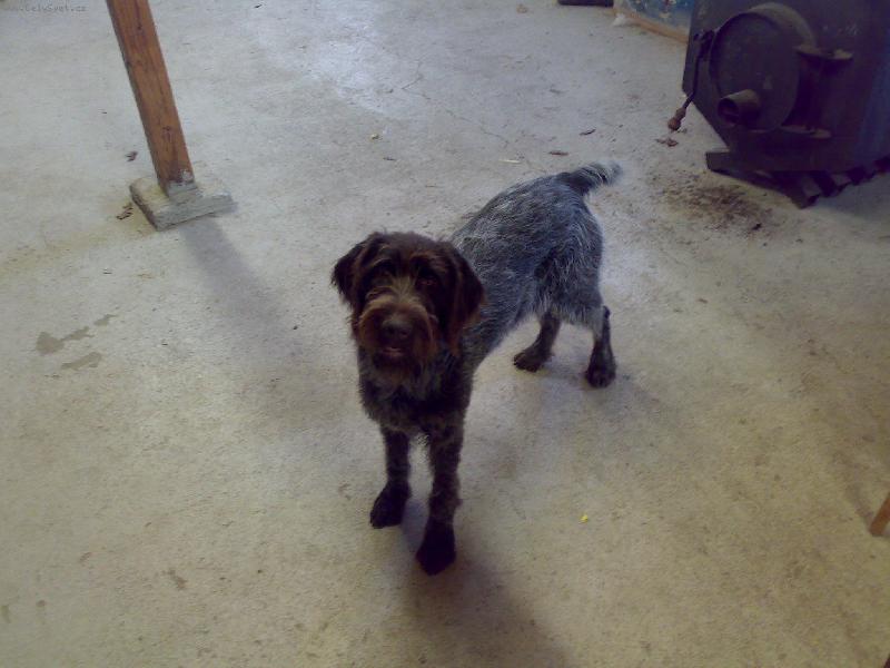 Foto: Alma z Lov�ick�ch taras�