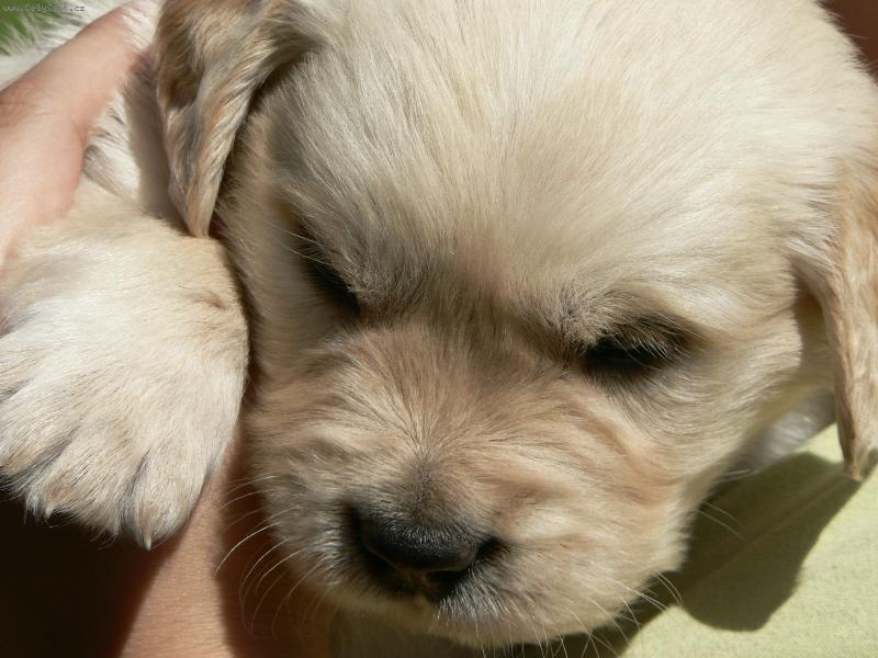 Foto: Dusty-4t�denn� �t�n�