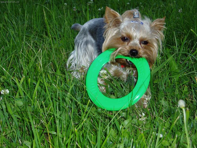 Foto: letn� hry-Ad�lka