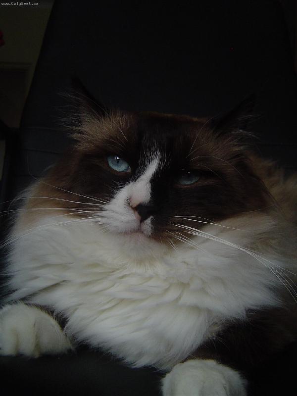 Foto: Ragdoll-Felix