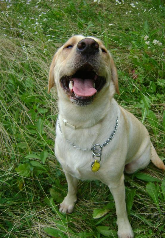 Foto: �sm�v pros�m..