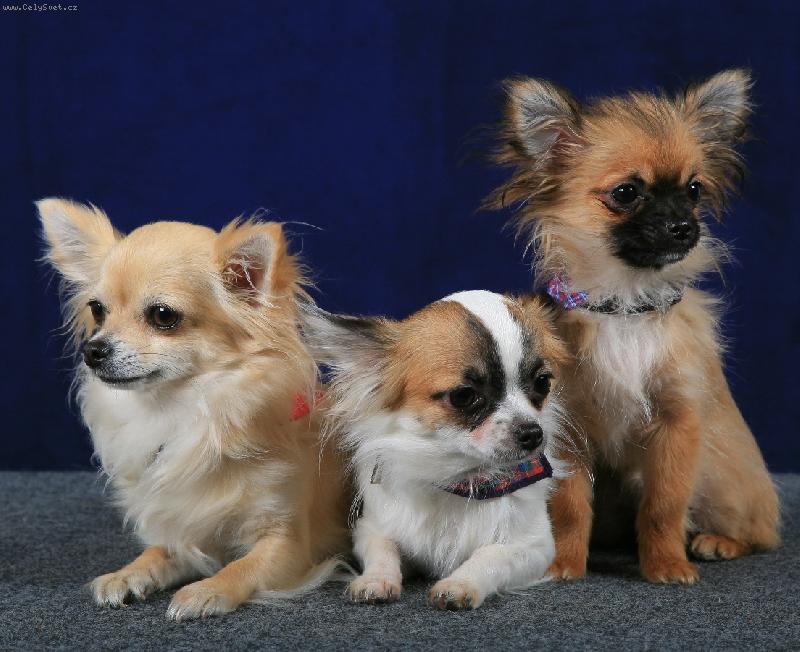 Foto: www.denelis.estranky.cz