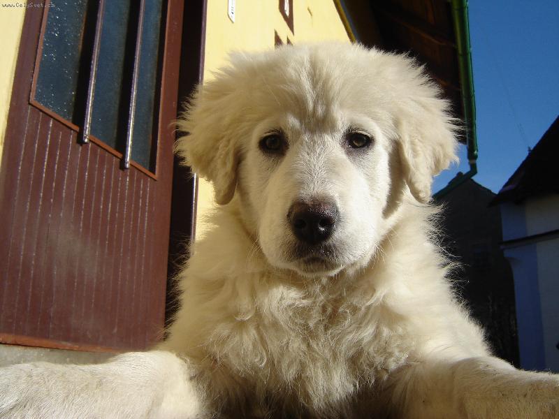 Foto: slovensk� �uva�-Dinu�ka