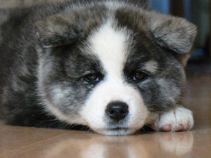 Foto: KAORI TOMIMOPA-prvn� den u n�s doma