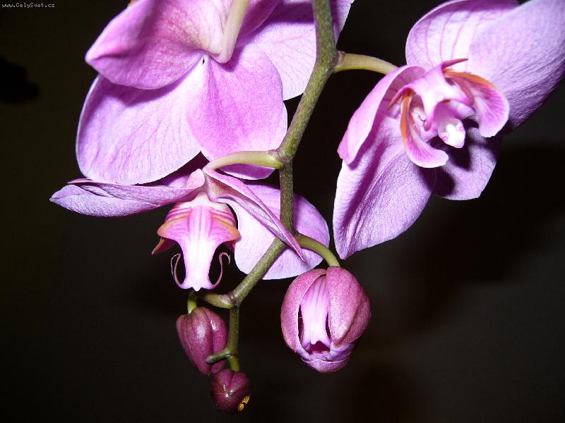 Foto: orchidej phalaenopsis-phalaenopsis
