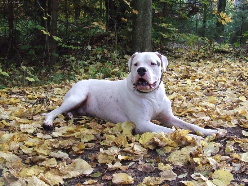 Foto: Bab� l�to 2008-Int.Multi Ch. Alonso Charismatic