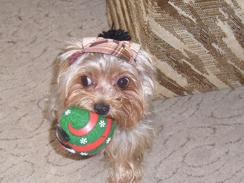 Foto: �IP-sem borec