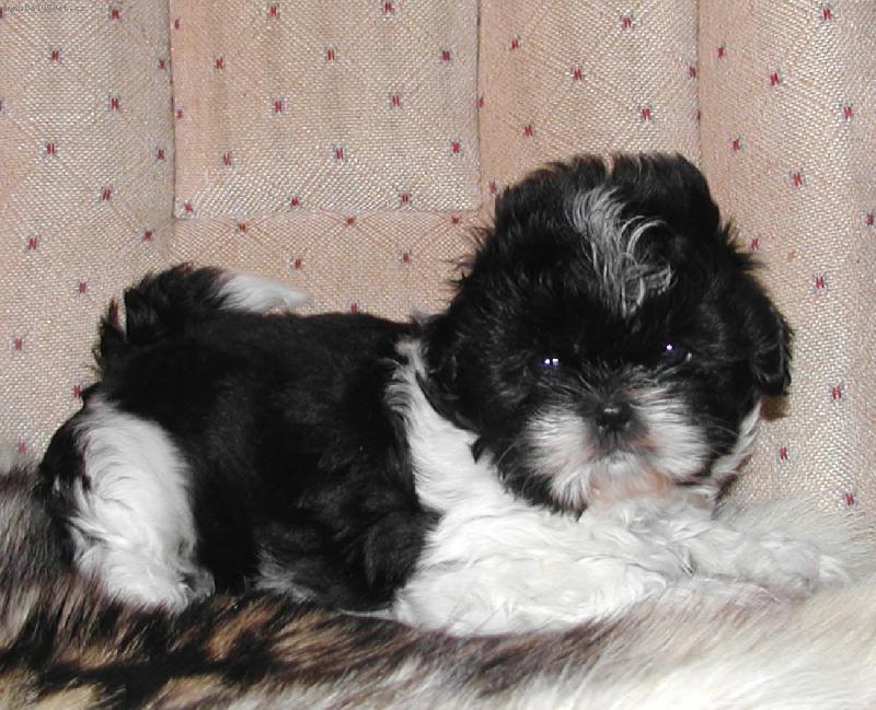 Foto: Shih-tzu-Na�e �t���tko
