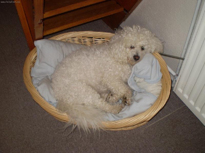 Foto: Scooby-M�j pel�ek