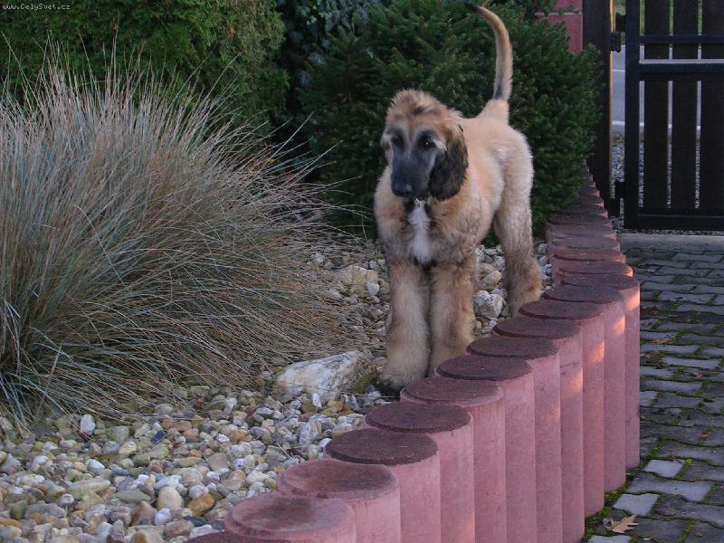 Foto: Elen z Netluck�ch pastvin