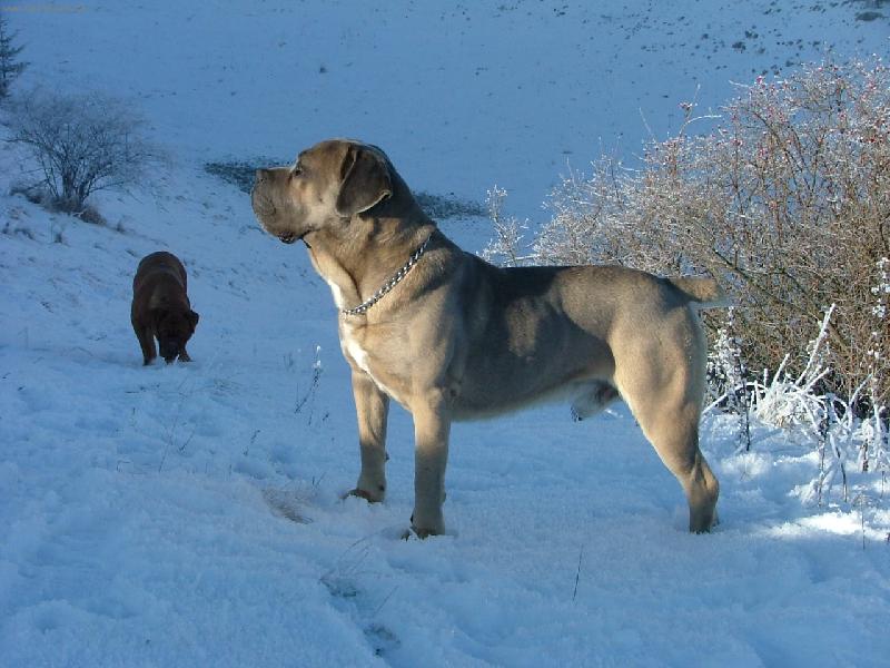 Foto: Cane Corso - Coger-Na Silvestra 2008