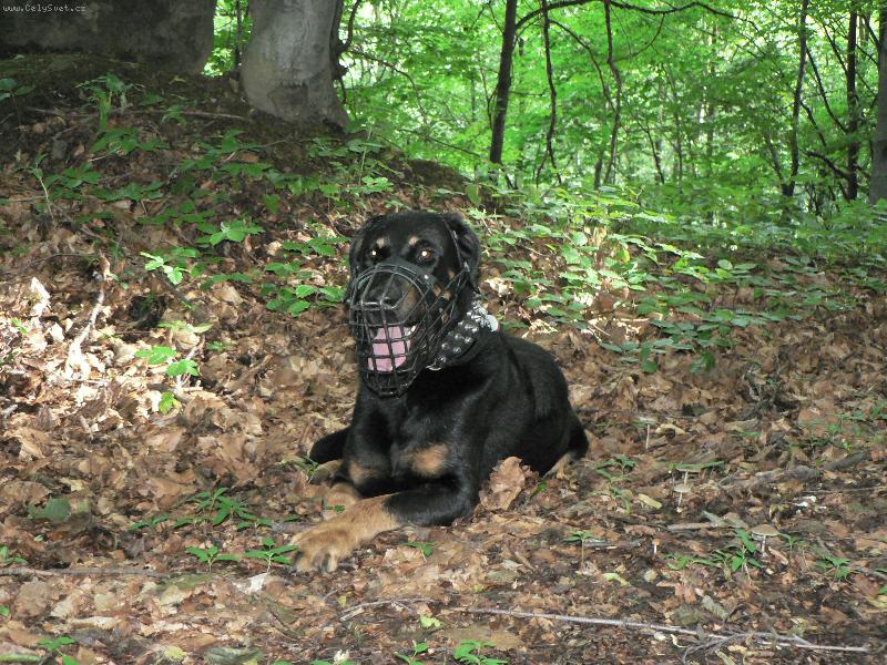 Foto: Atos v lese-Atos v lese