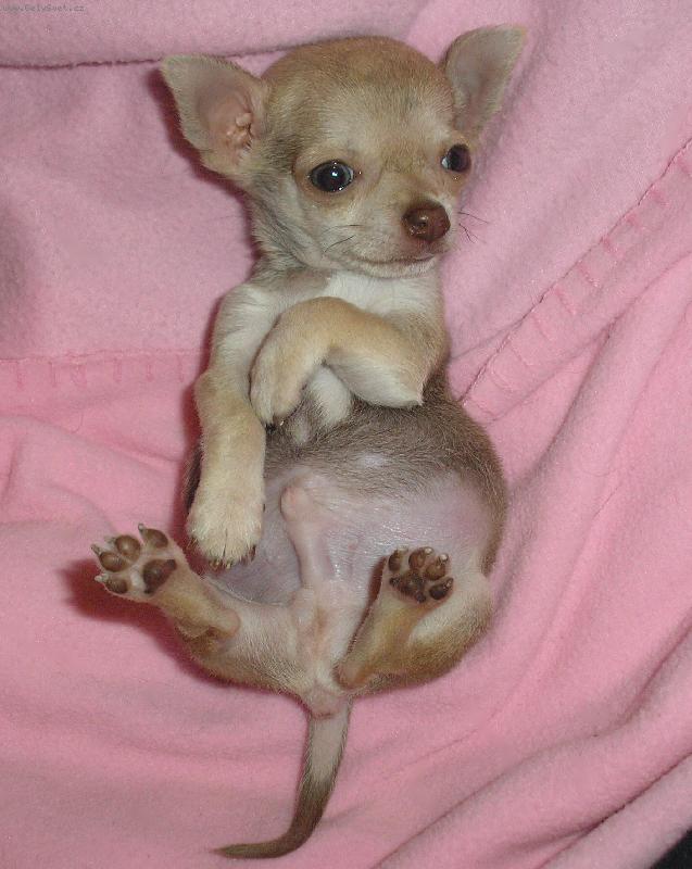 Foto: Chocolat� Yummy-m�j pejsek