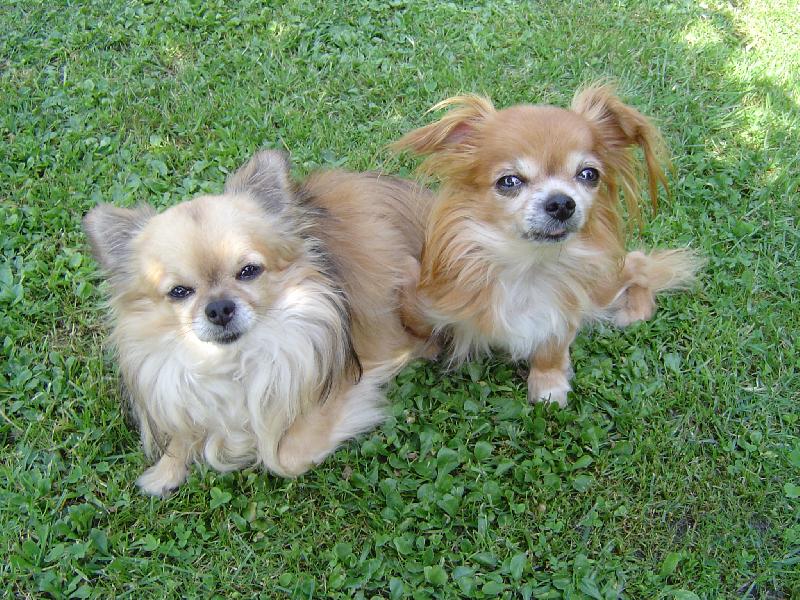 Foto: Han�sek a Ka�enka