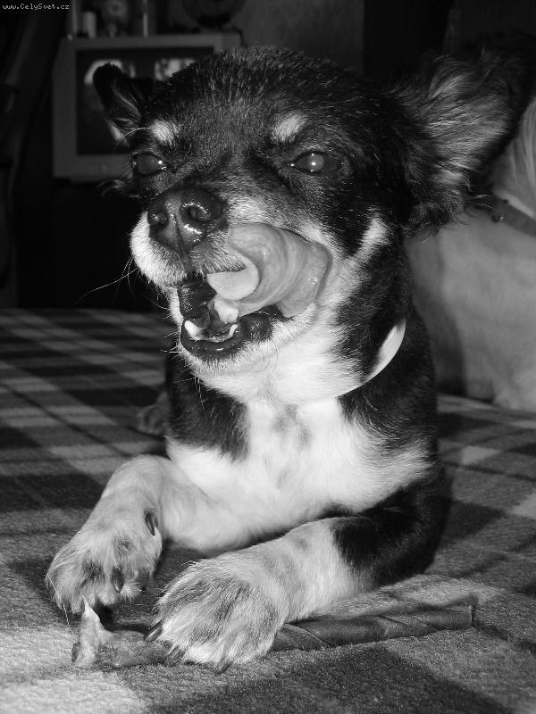 Foto: To je dobrota...