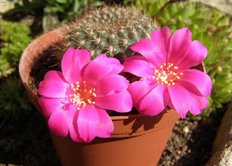 Foto: Rebutia