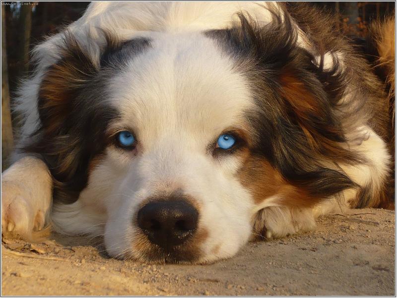 Foto: je to prost� Lex�k