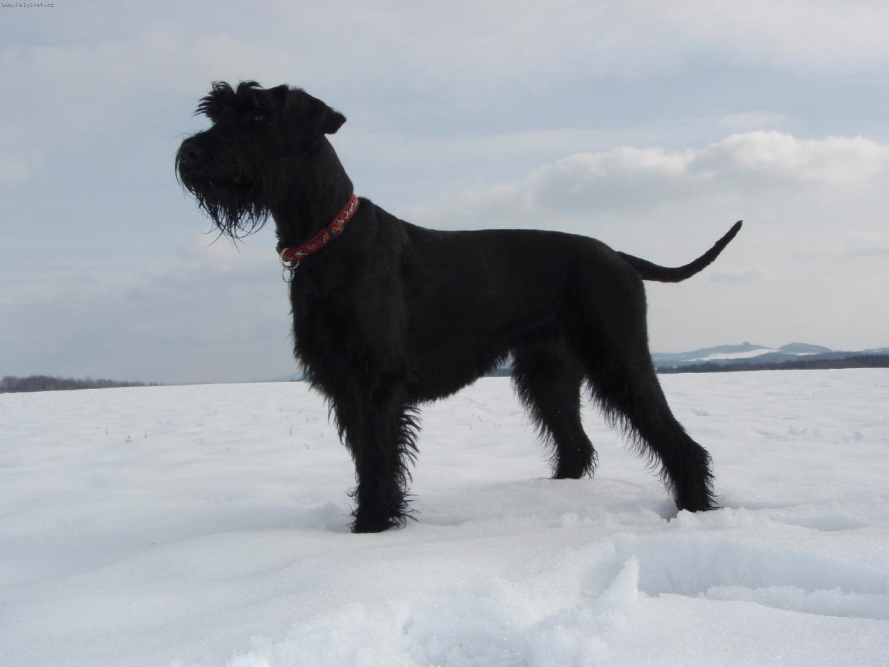 Foto: Zackie Bitt Box