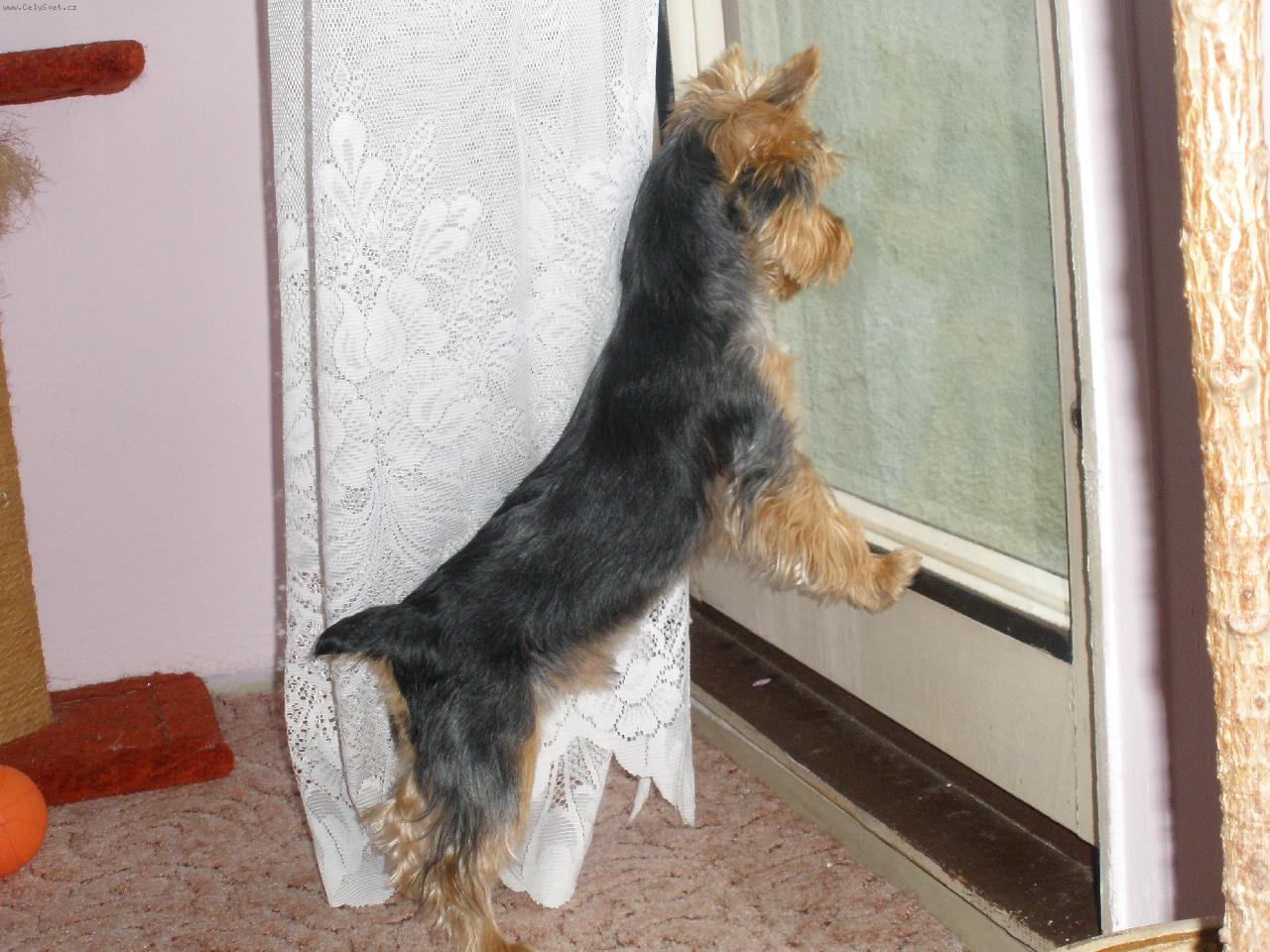 Foto: M�j mil��ek Terry-hl�da�:)))