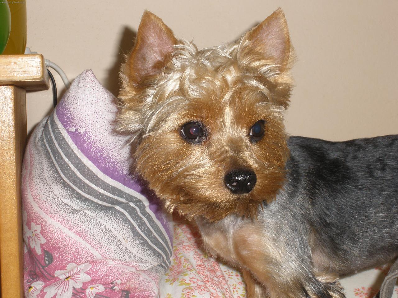 Foto: M�j mil��ek Terry-kuk:)
