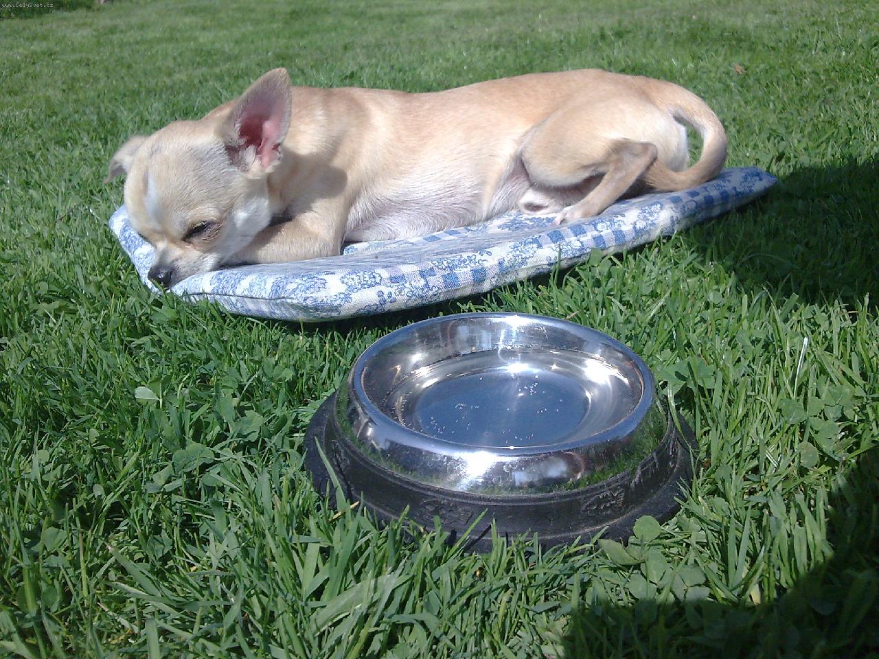 Foto: Luc�k na zahrad�