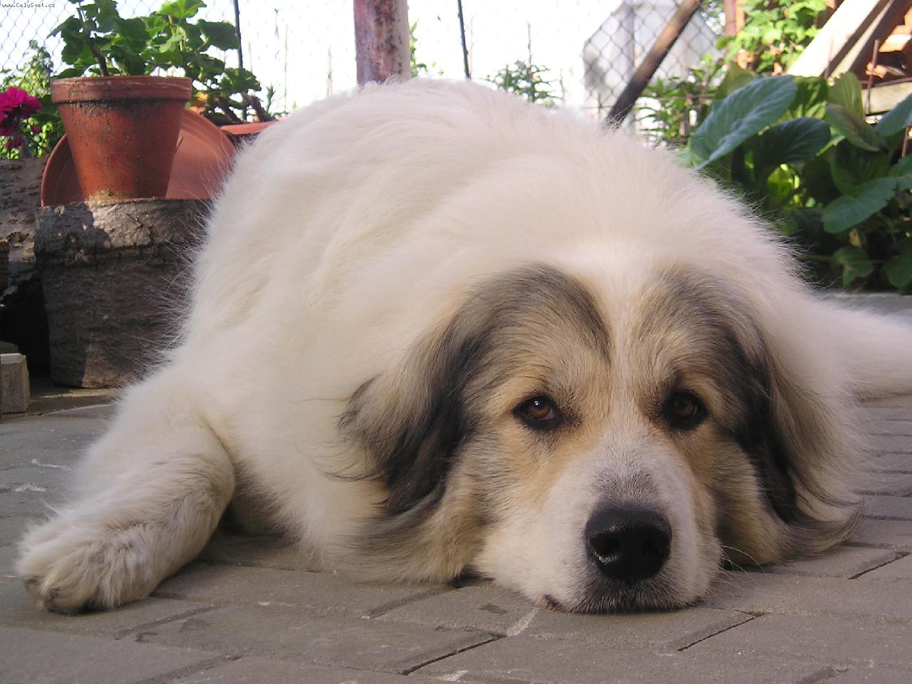 Foto: PHP Charlize DOGMANIA-Unaven� Cherry