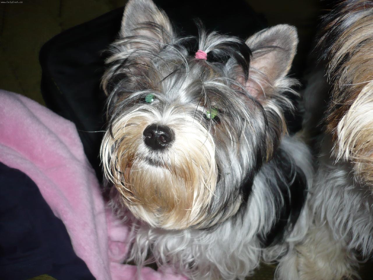 Foto: M�j biewer Ashira vom Sonnenwald-Ashira