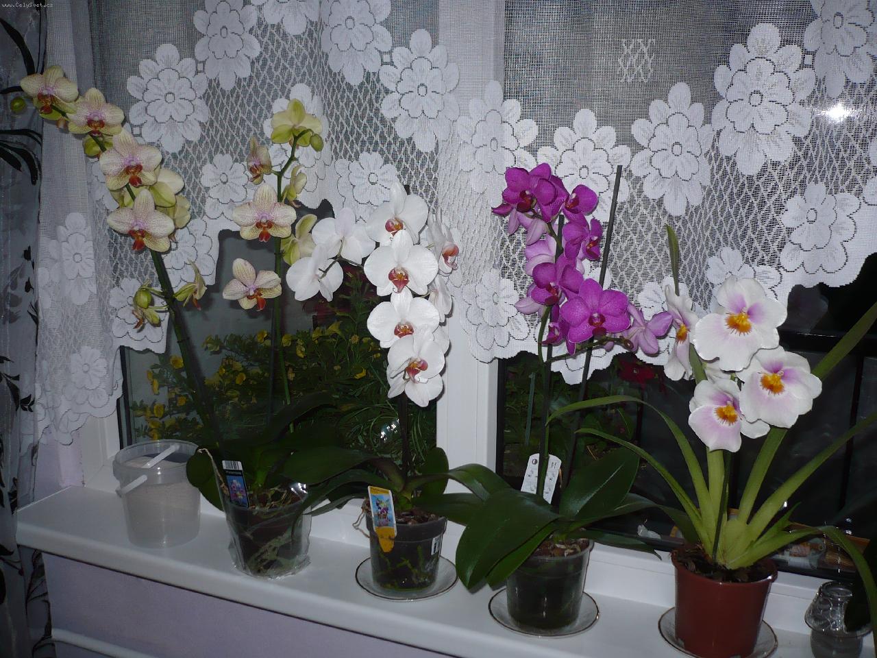 Foto: orchidea phalaenopsis