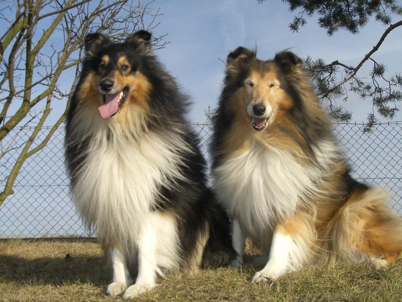 Foto: koliaci-kamar�di