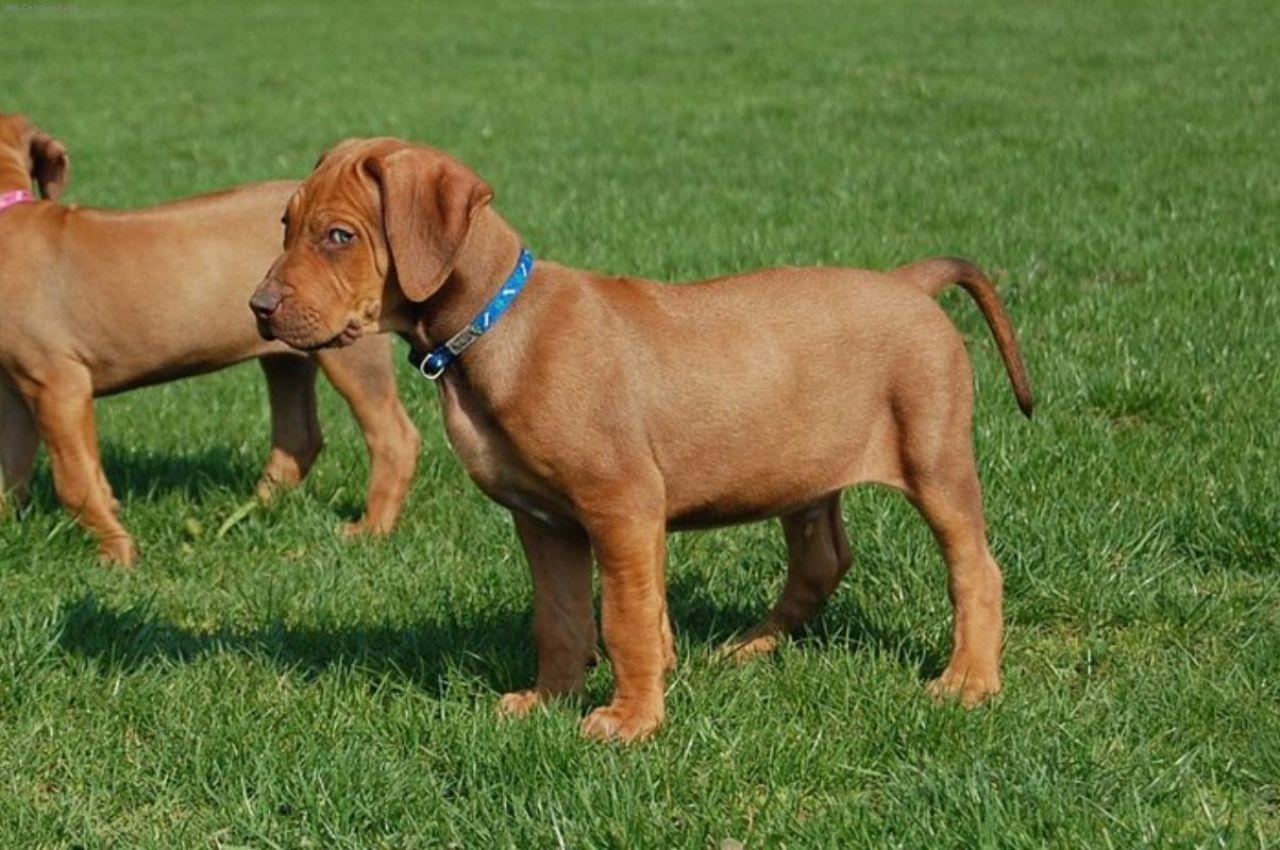 Foto: DAZZLING TAQ NERO