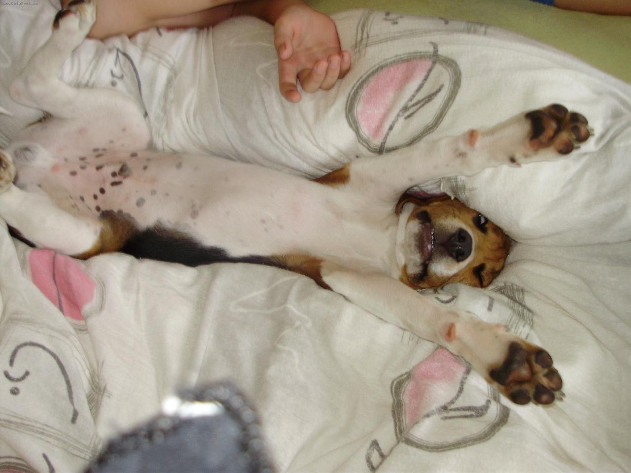 Foto: Bigl-Max je d�re�ek 4.m�s�ce