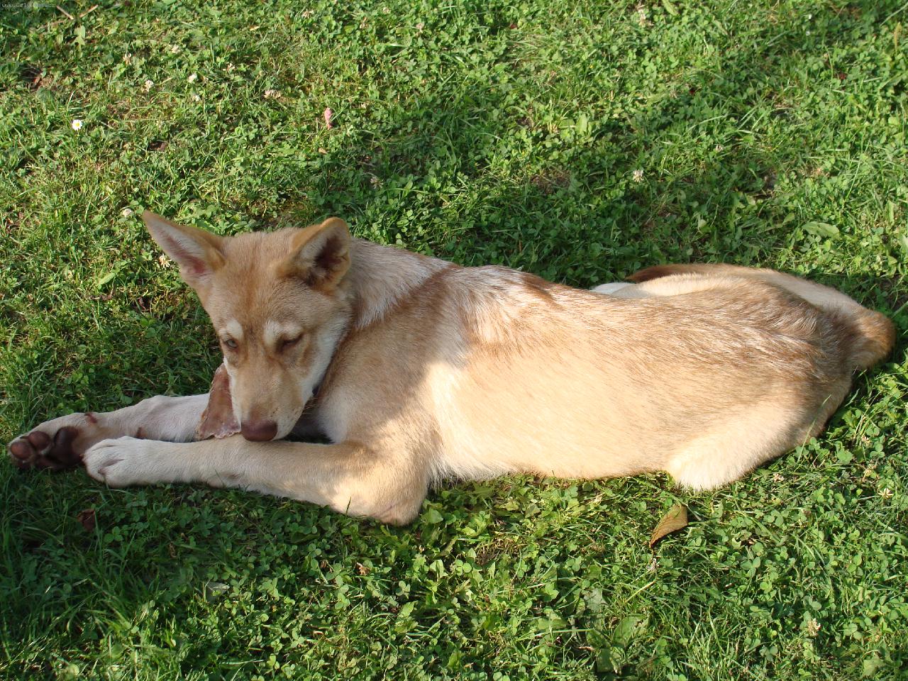 Foto: Sara-Sara u nas doma