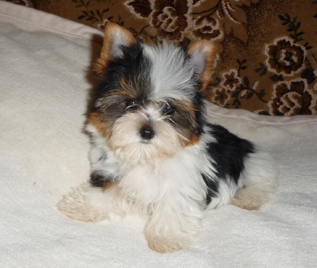 Foto: Biewer �t���tko