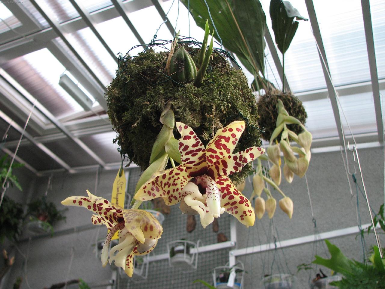 Foto: Stanhopea hernandezii
