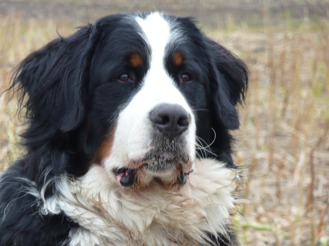 Foto: Cowley z Ole�sk�ch str�n�