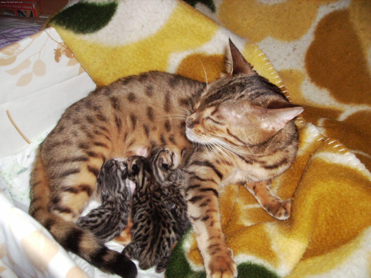 Foto: Beng�lsk� ko��tka-narozen� 6. 11. 2010