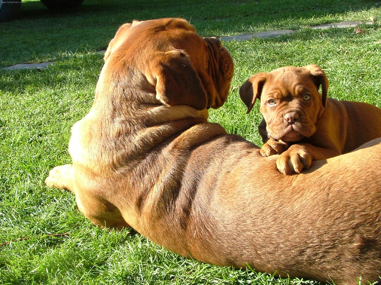 Foto: Magis a Rita - Rex regis-Hra