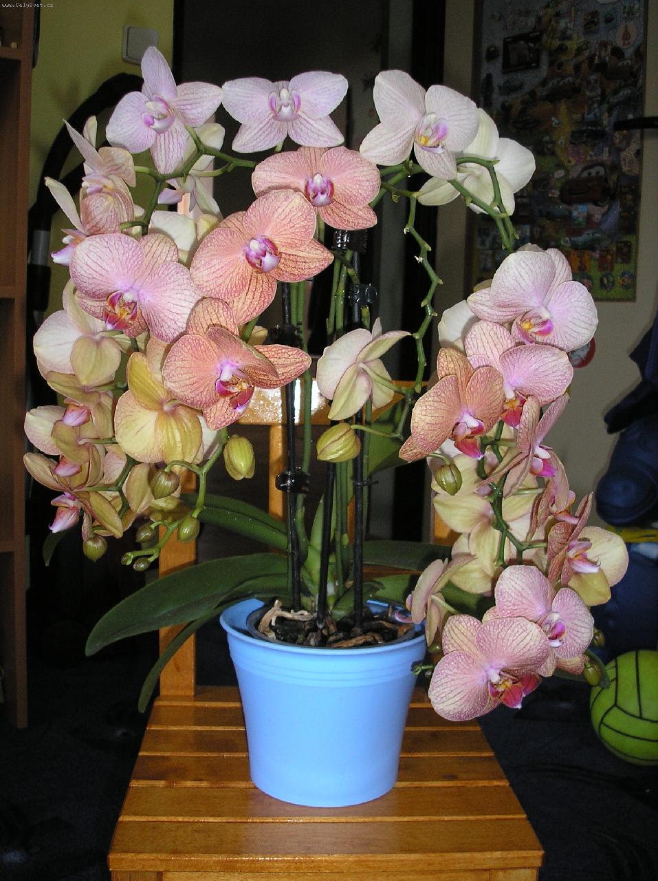 Foto: Orchideja-Phalaenopsis