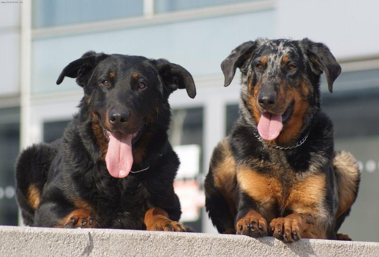 Foto: Azira Le Coeur Pur   Czan Els Pastors De La Sandra-chovn� p�r beauceron harlek�n fena   �ern� s p�len�m pes