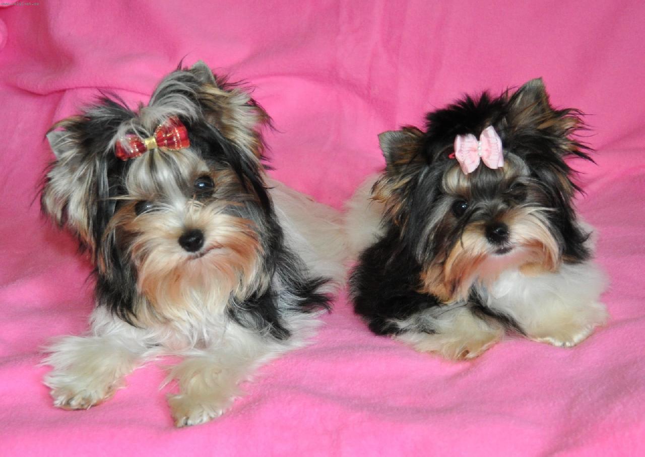 Foto: Biewer Yorkshire Terrier