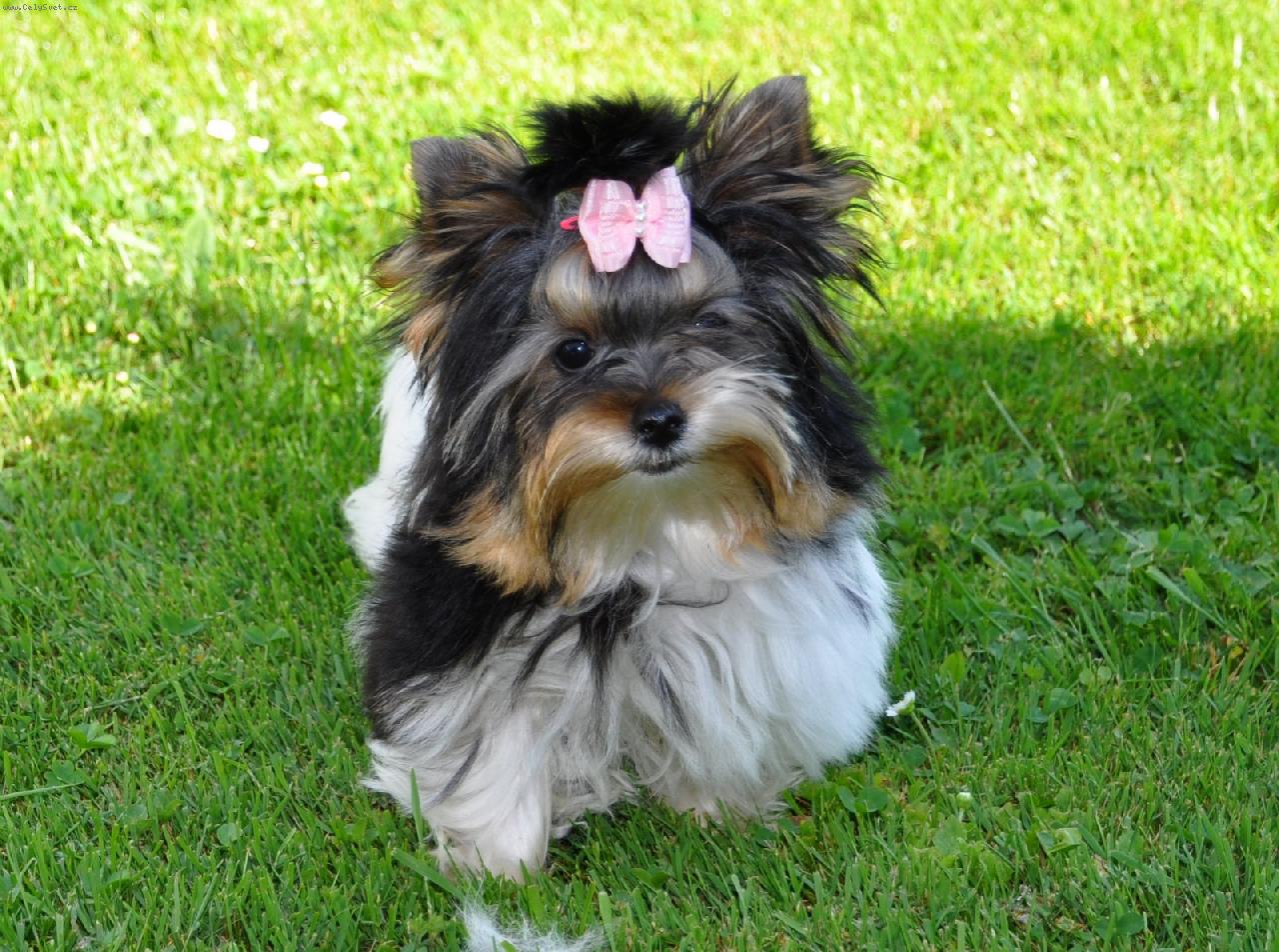 Foto: Biewer Yorkshire Terrier