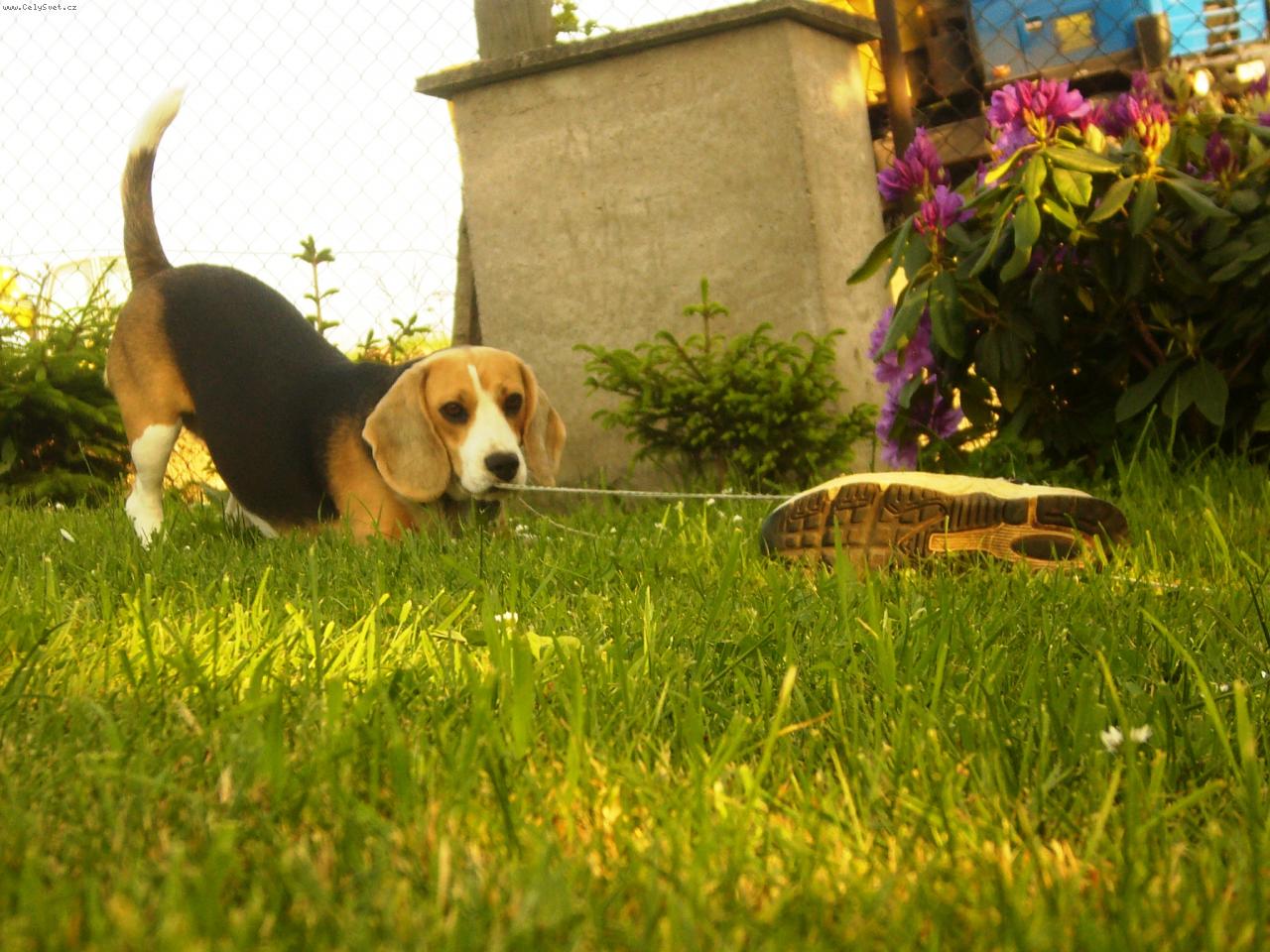 Foto: Na�e Monetka-S p�n��kovou botou