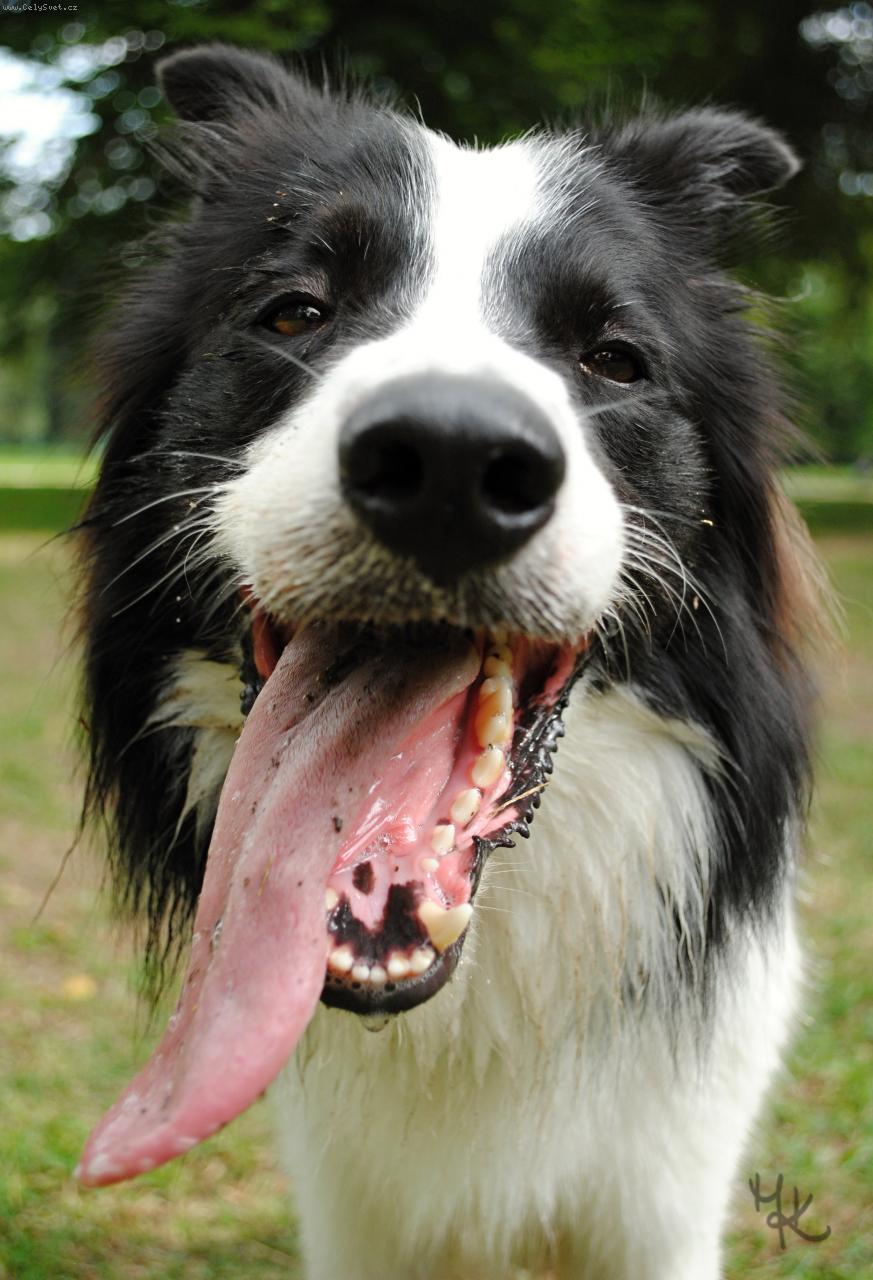 Foto: Bonny Gale Koryfej