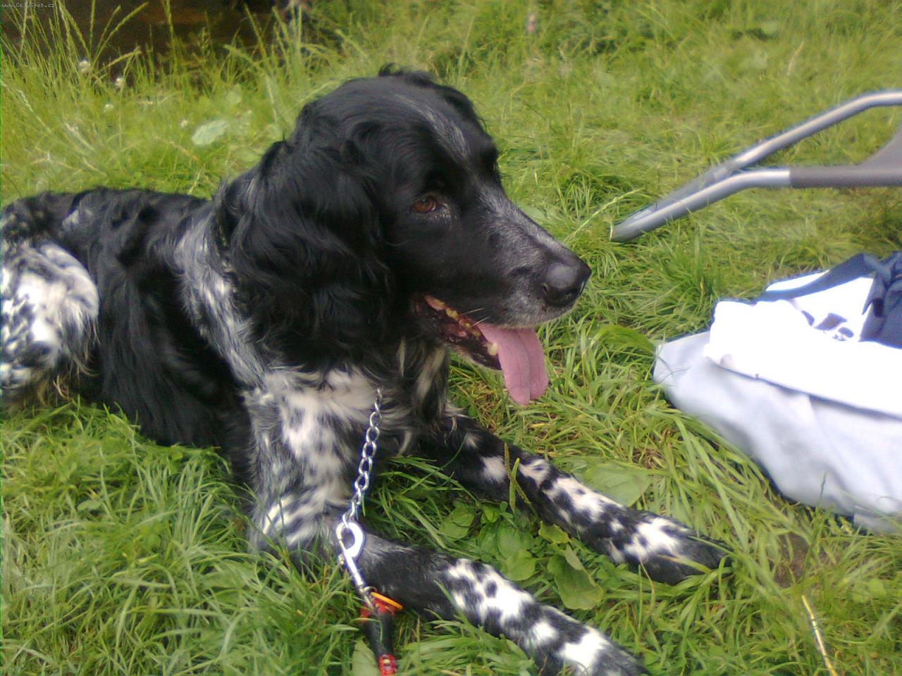 Foto: alanopes-odpo�inek v lese